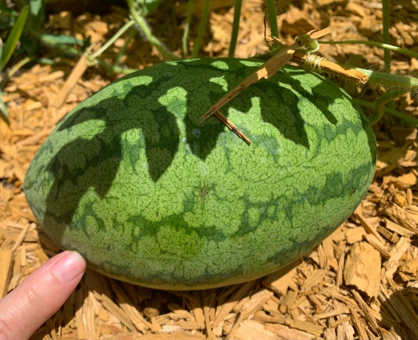 June 4th watermelon on the vine.  Almost exactly 2 months after planting.  