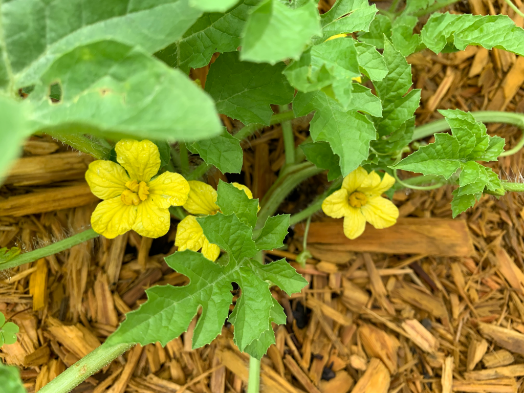 Yellow flowers on watermelon vine