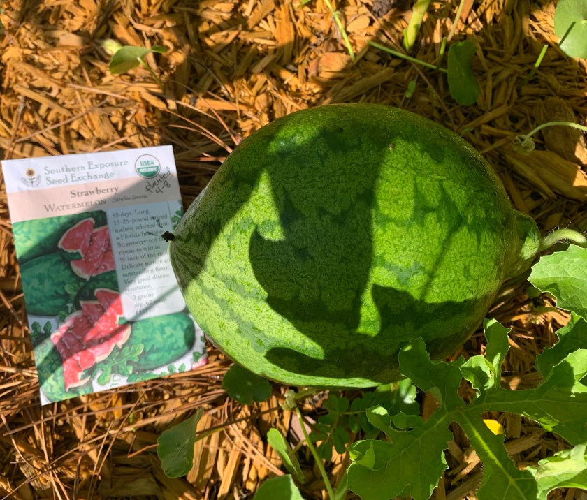 Small watermelon in Florida garden