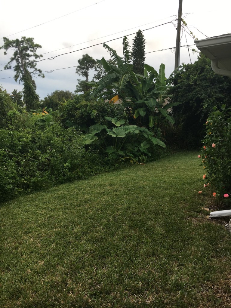 Florida backyard