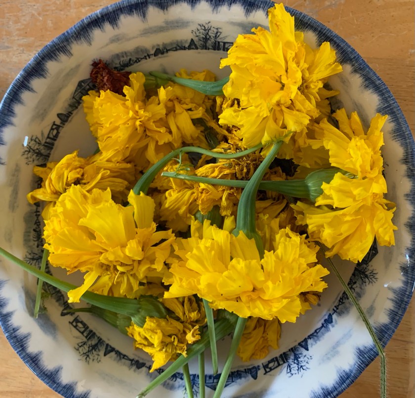 Saving yellow marigold flowers for seeds