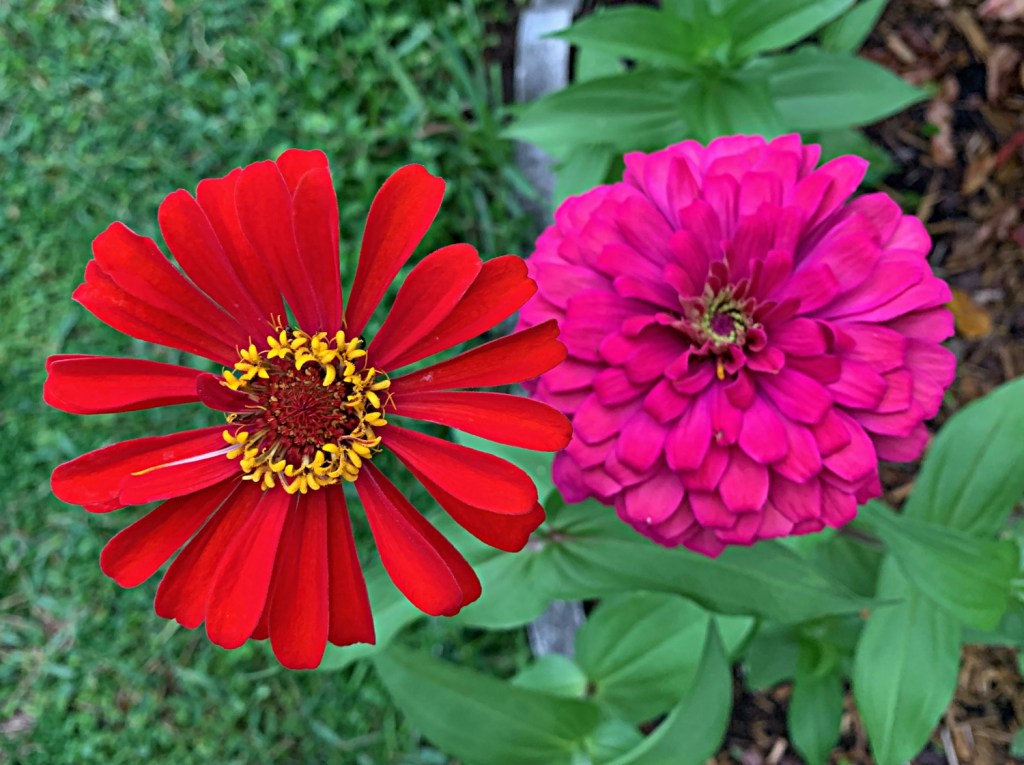 Zinnia flowers red pink