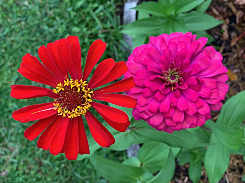 Zinnia flowers red pink