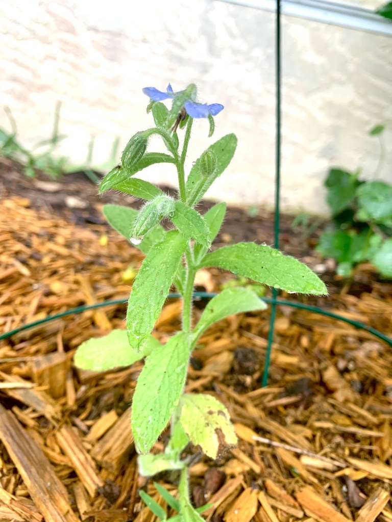 Borage