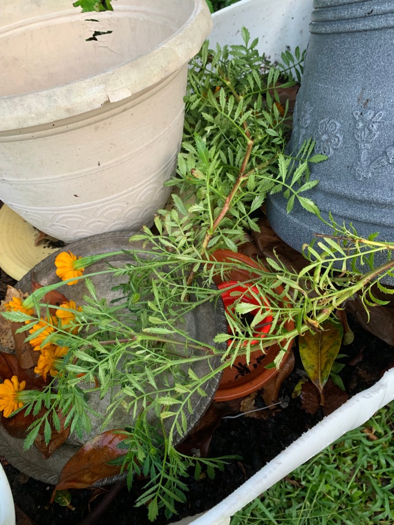 broken marigold stems