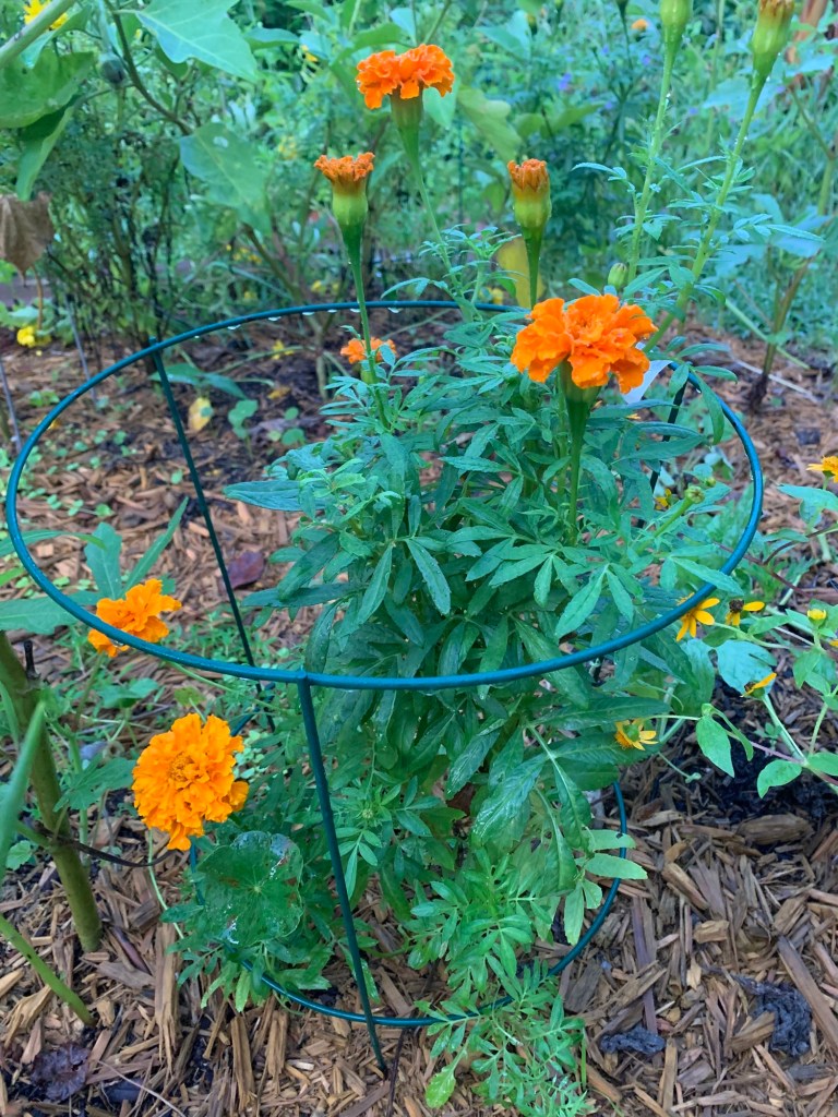 Short cage for flowering plants