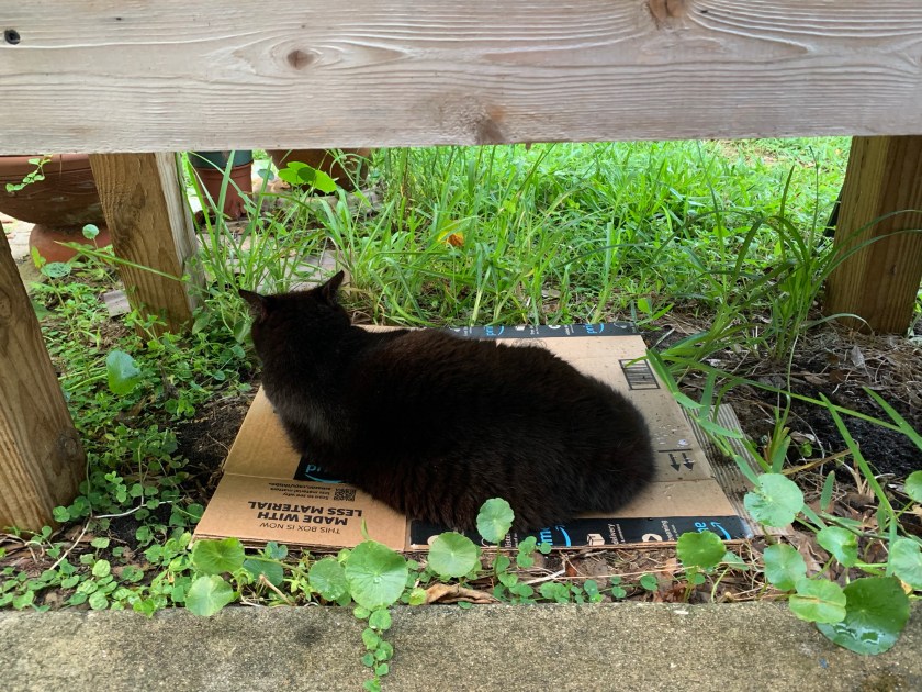 black cat sleeping on cardboard