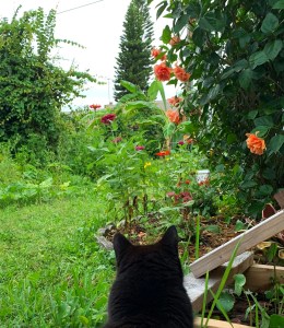black cat garden yard
