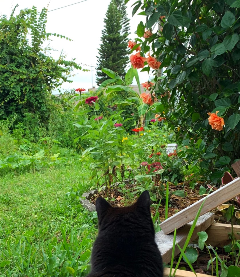 black cat garden yard