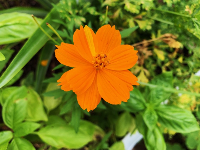 orange cosmos flower
