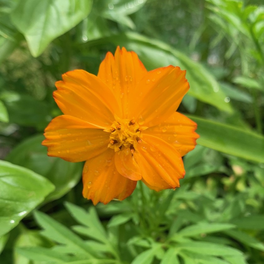 orange cosmos