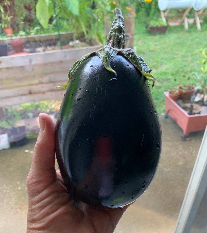 eggplant courgette