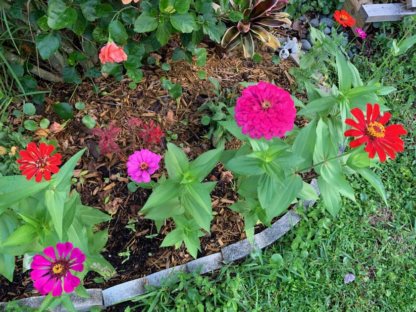 Zinnia garden