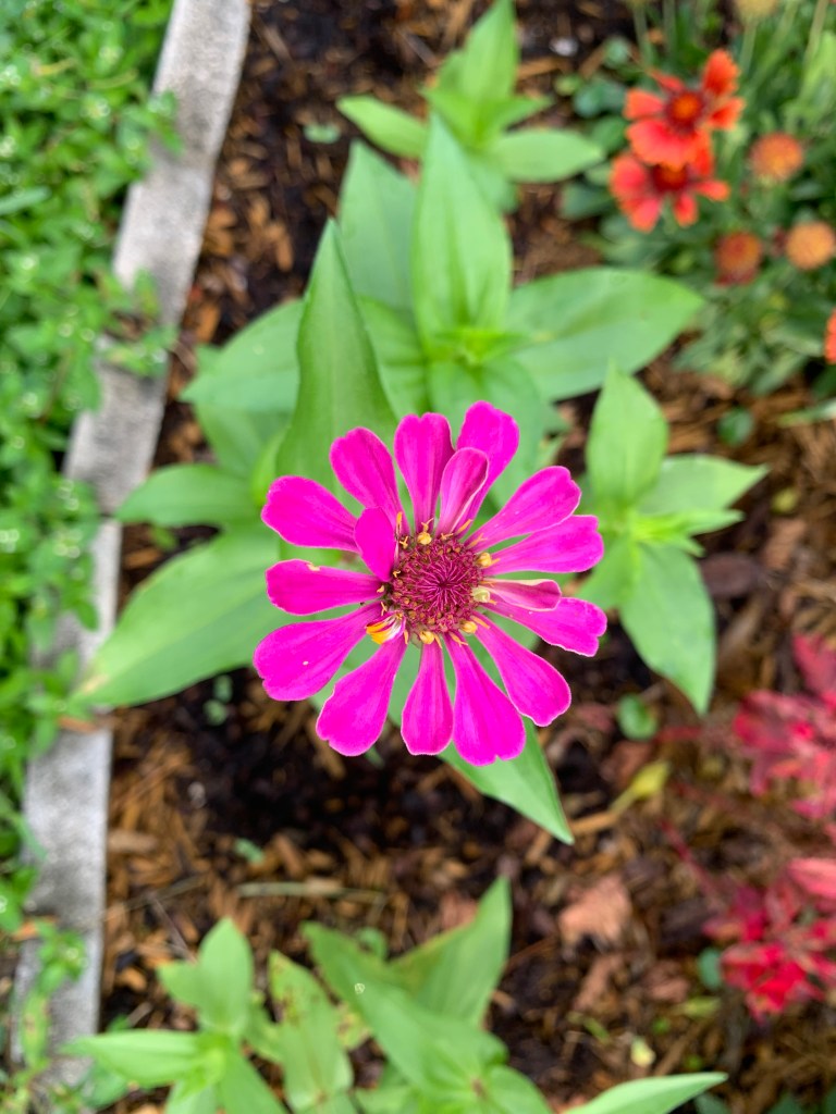 Zinnia