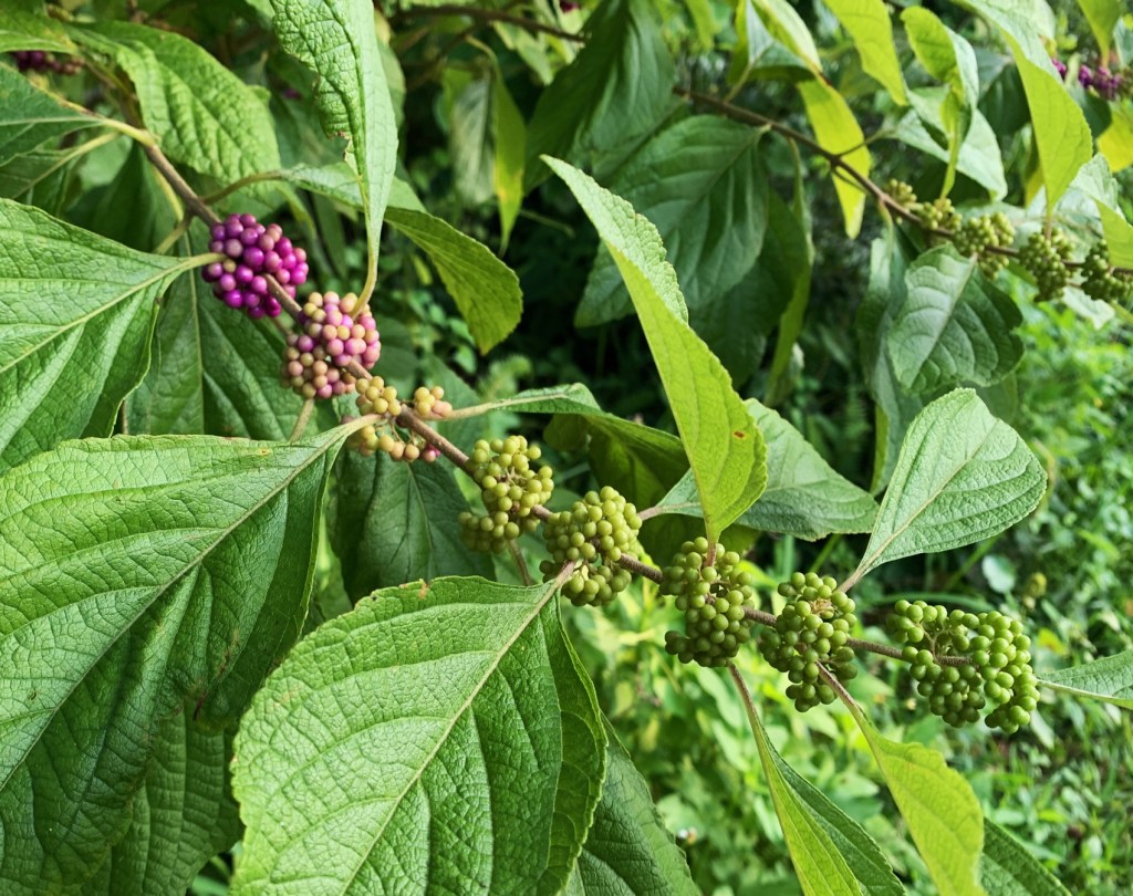 Beautyberry bush stem of berries