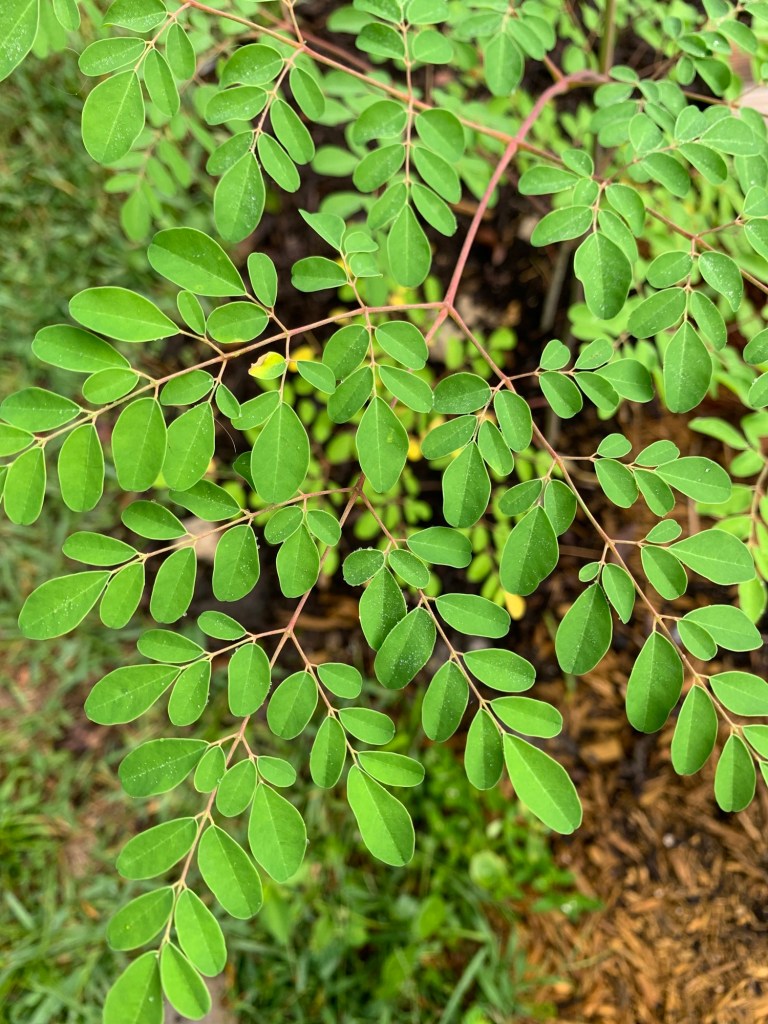 Moringa tree leaf