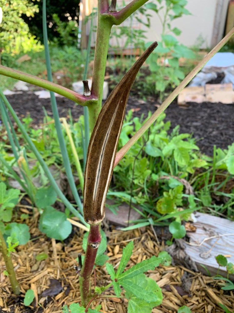 dried okra on the plant