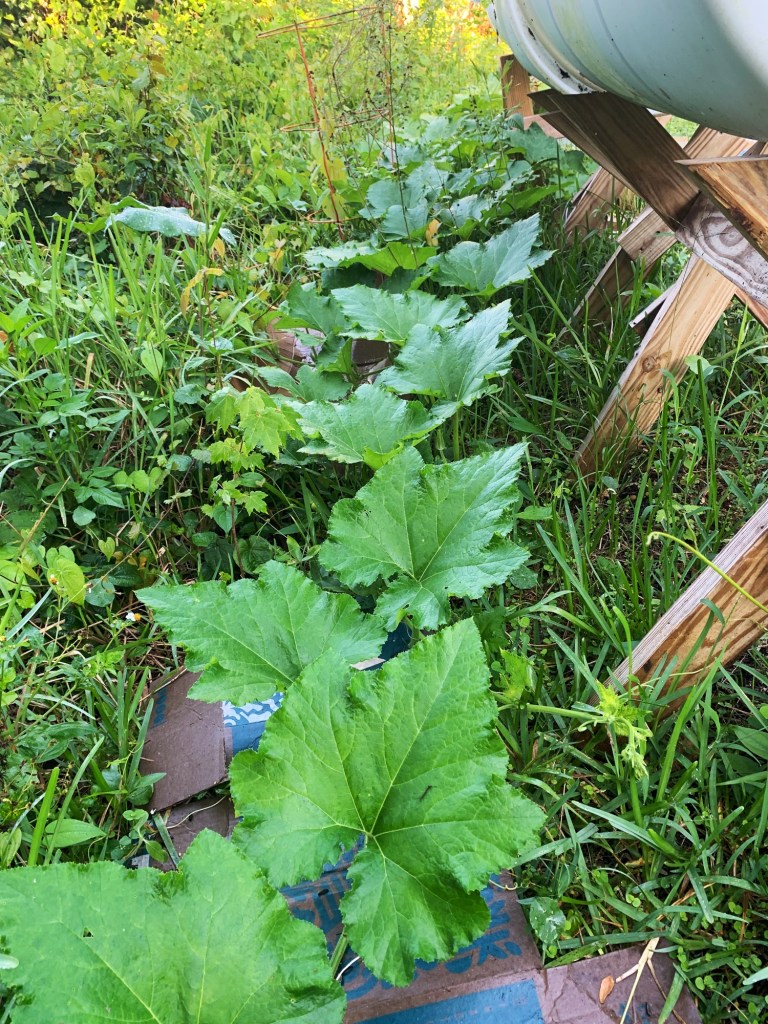 seminole pumpkin vine