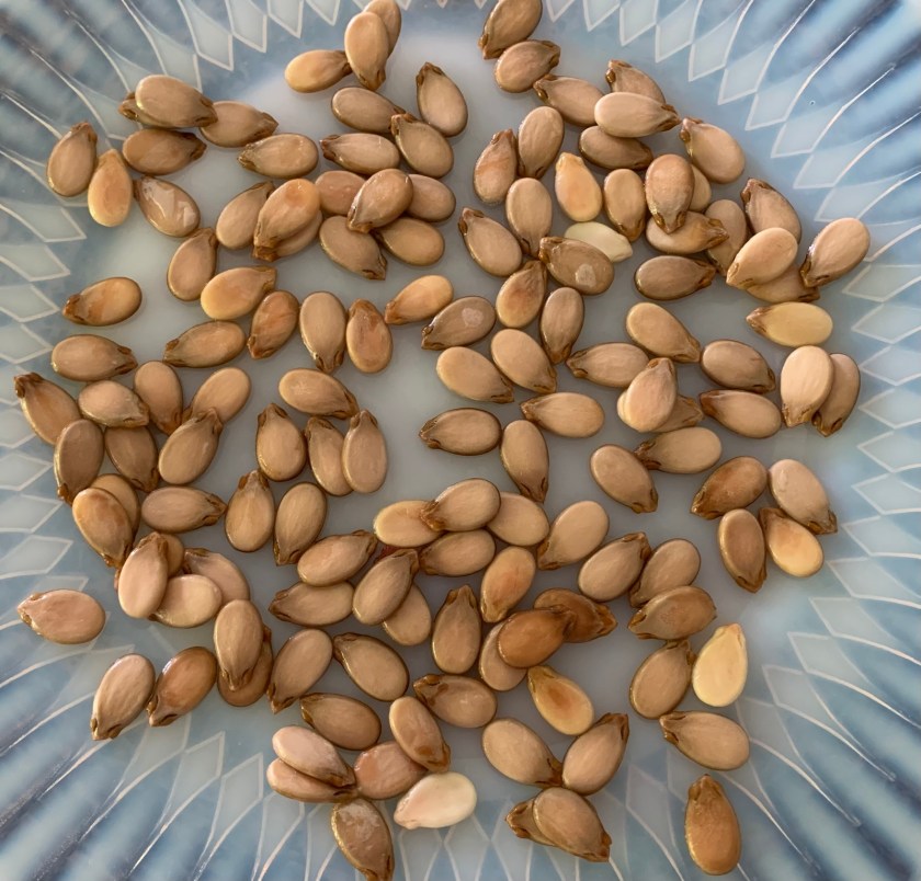 watermelon seeds on glass plate