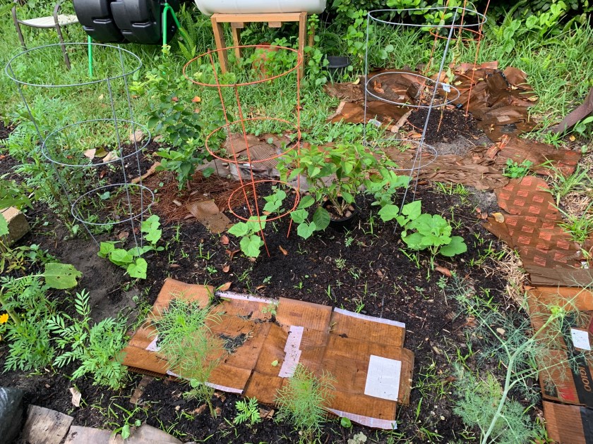 Cardboard as mulch in the garden