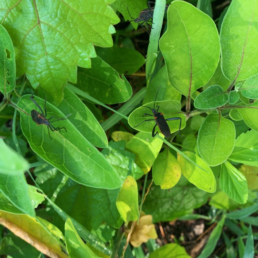 soldier beetles on ground cherry