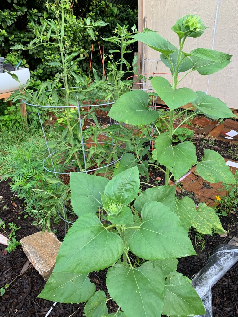 volunteer sunflowers
