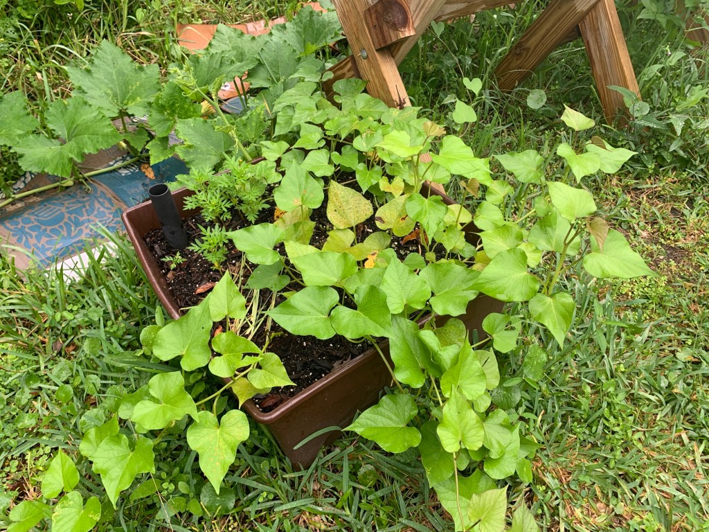 sweet potato leaves