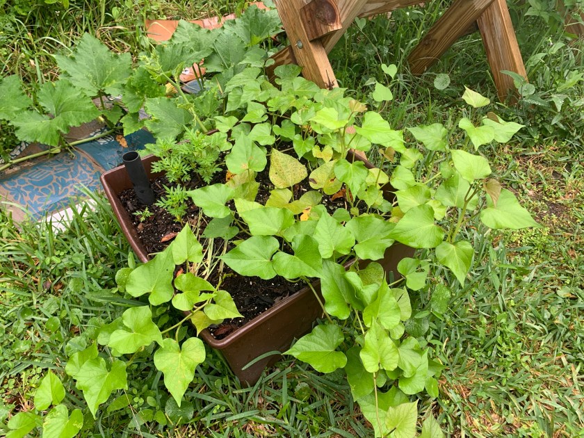 sweet potato leaves