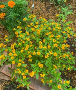 Tiny yellow flowers on plant