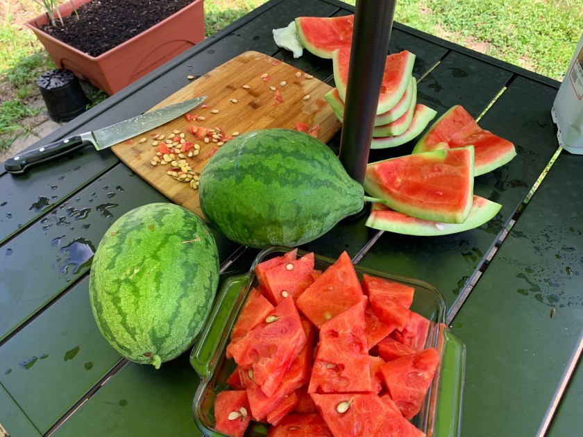 watermelon preparation outside