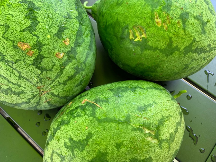 Raccoon marks on watermelon