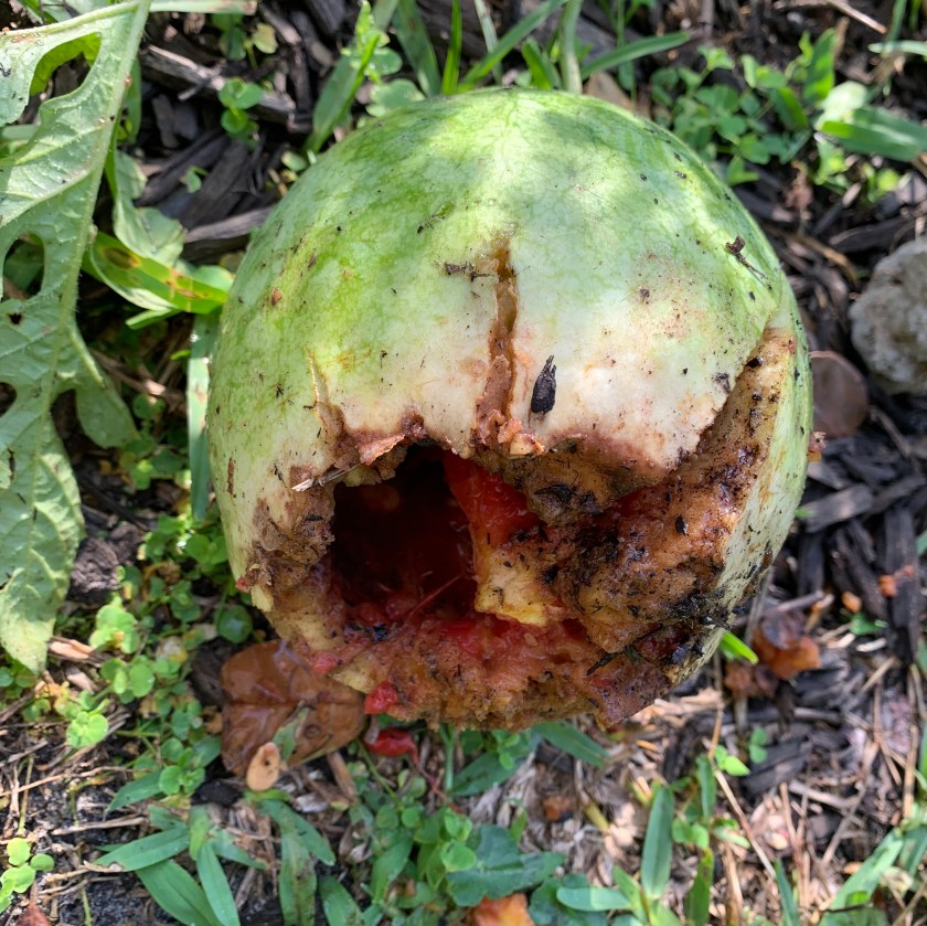 raccoons broke into a watermelon