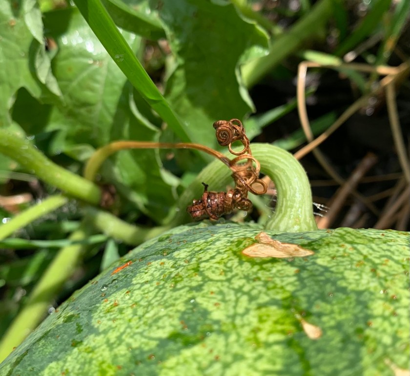 watermelon tendril brown