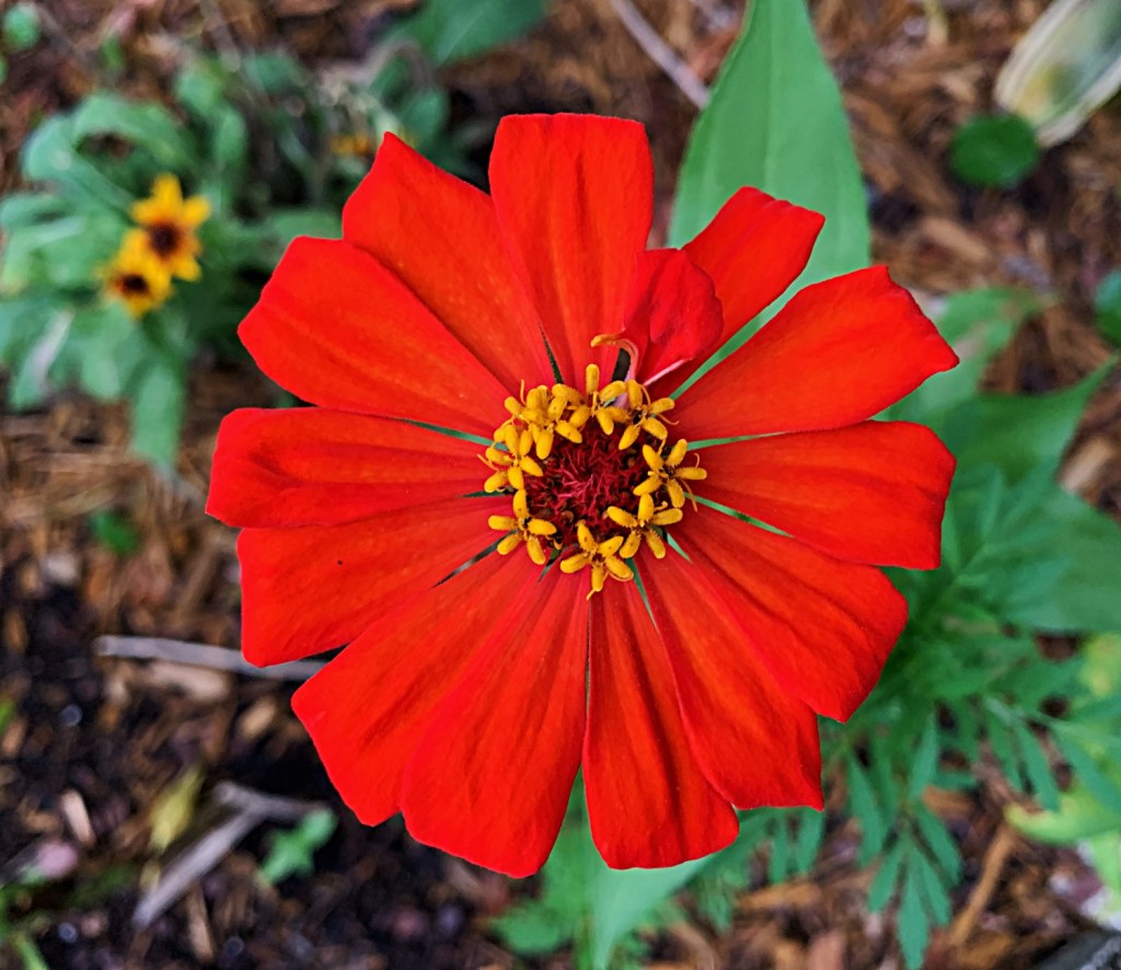 orange zinnia