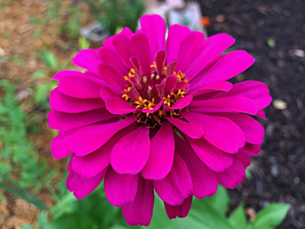 magenta zinnia flower
