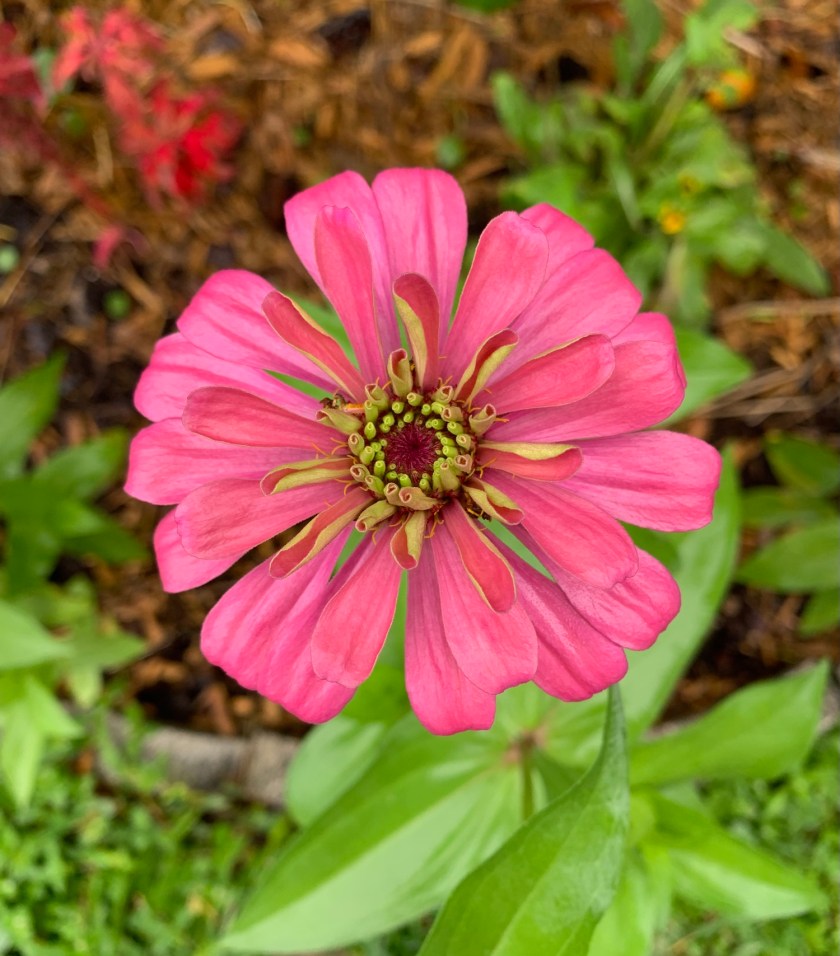 Pink zinnia flower