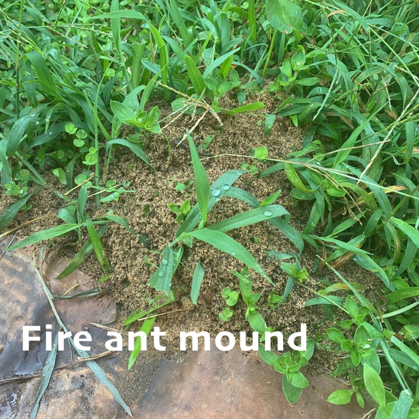 Natural fire ant control
