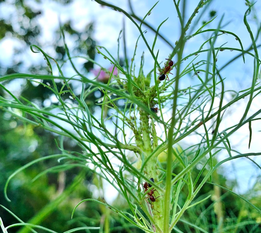 Cosmos stems covered in aphids and ants.