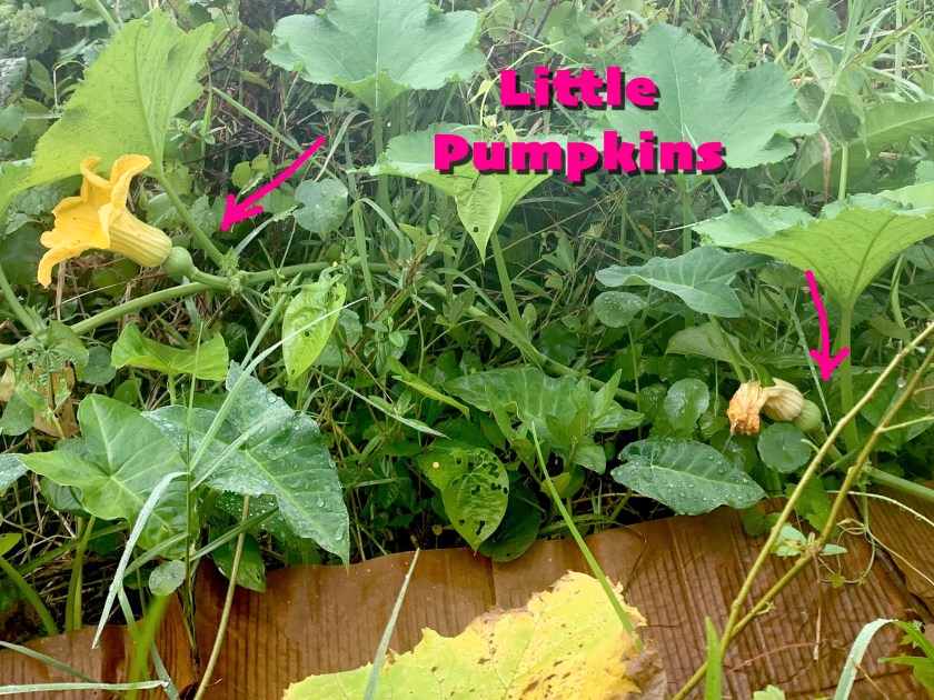 Seminole pumpkin babies on the vine
