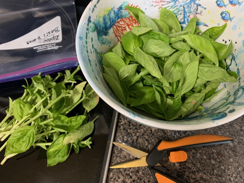 freeze fresh basil