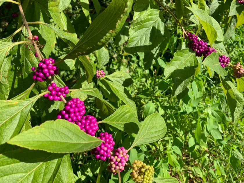 beauty berry bush in August