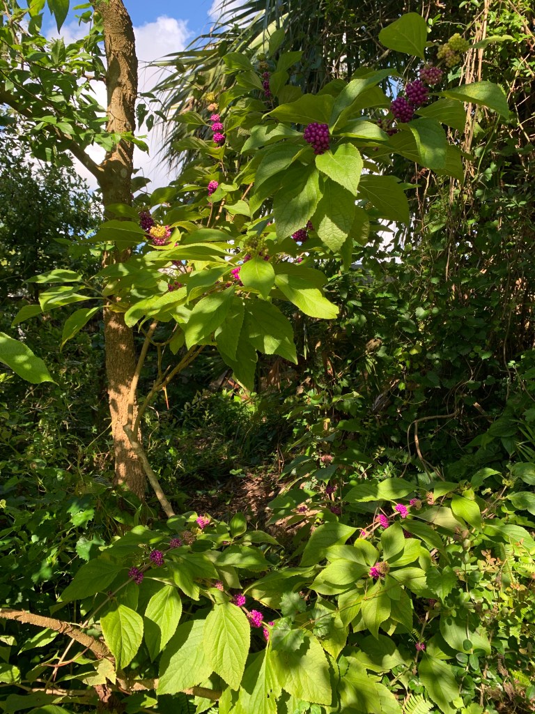 Large beauty berry bush