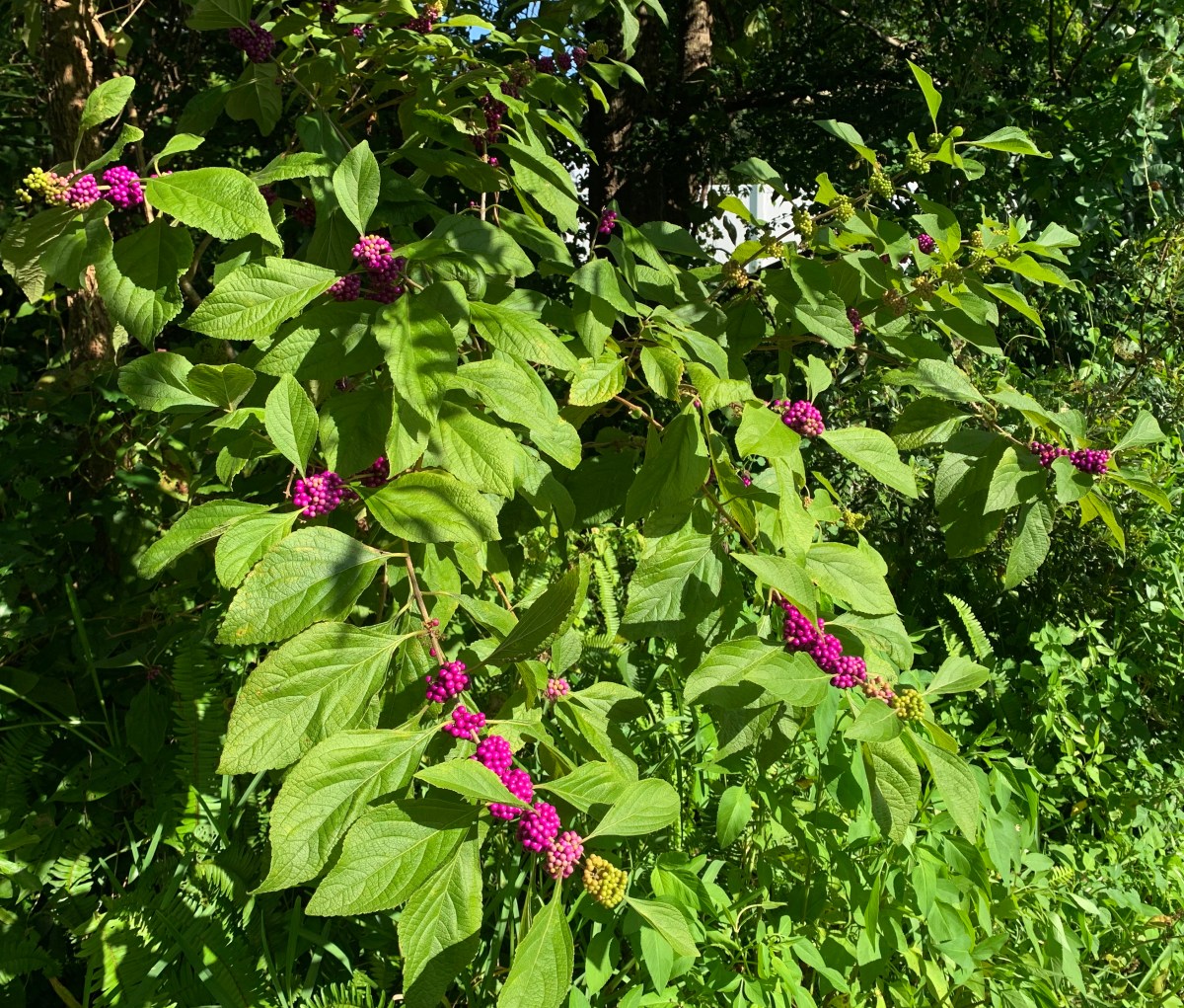 beauty berry bush