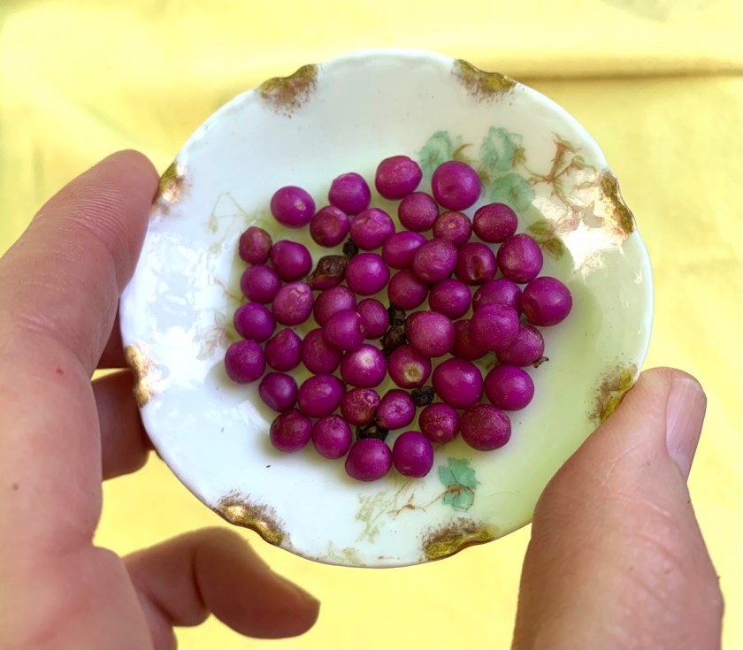 Beautyberry bush berries