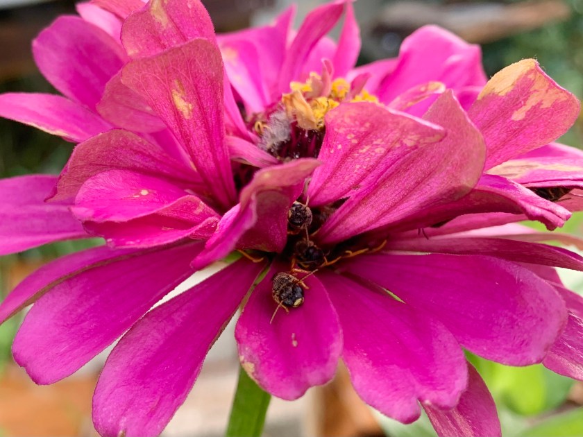 bees inside zinnia petals