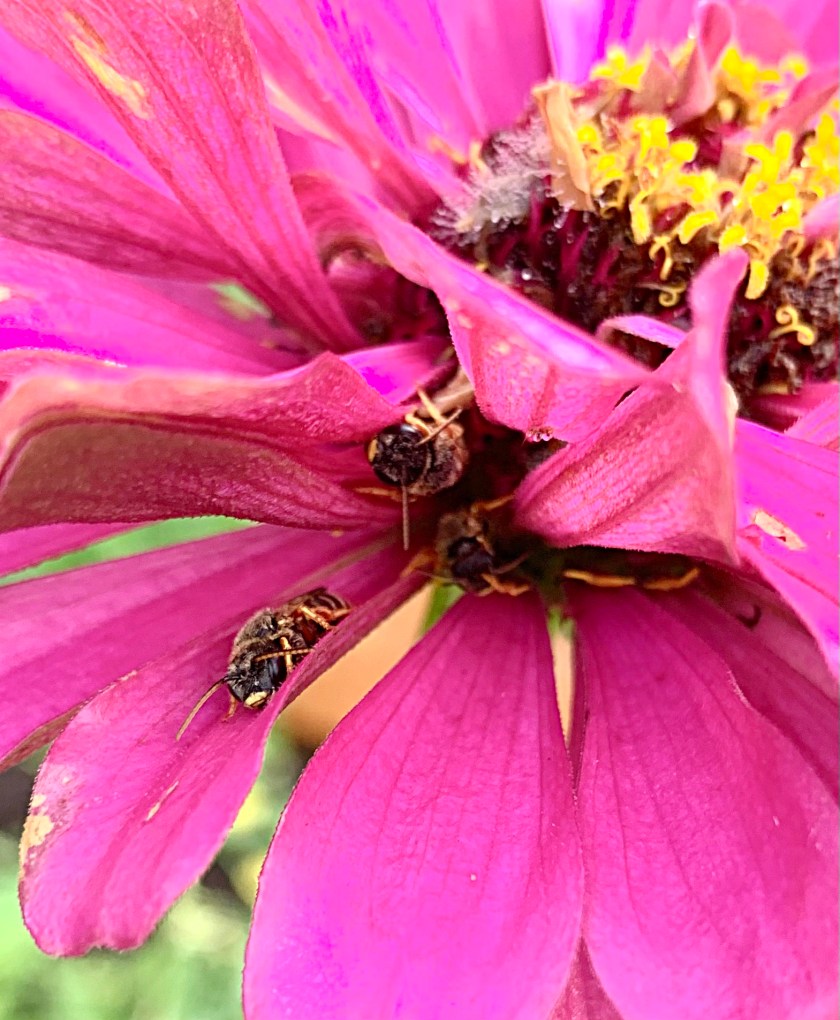 honey bees inside zinnia