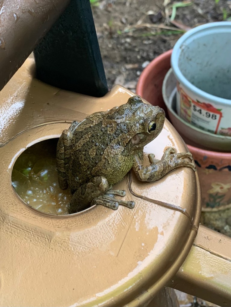 frog
