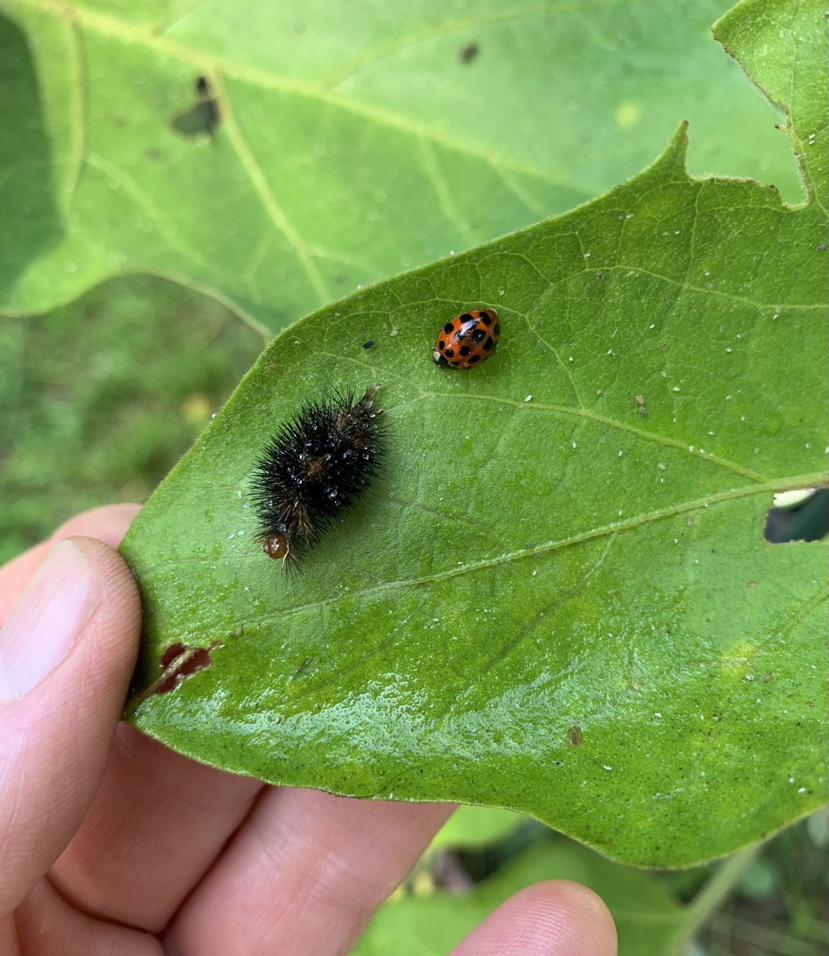 Mid-summer is The Time For Bug&nbsp;Pests