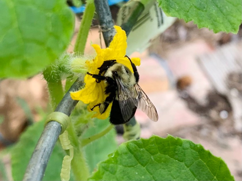 bumblebee on cucumber flower