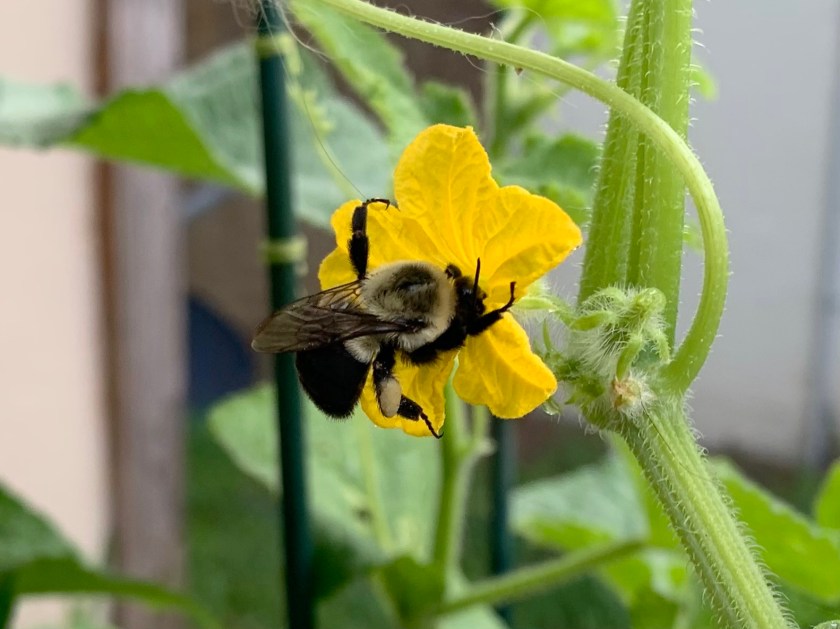 bumblebee on cucumber flower